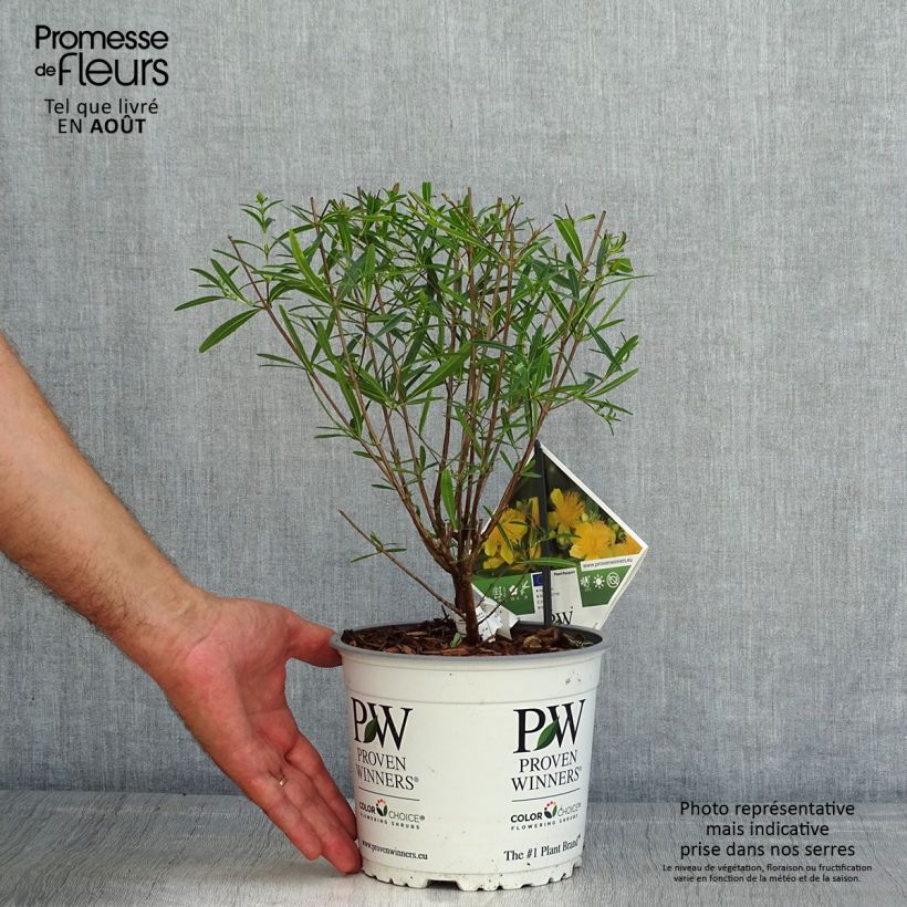 Spécimen de Millepertuis - Hypericum kalmianum Sunny Boulevard Pot de 2L/3L tel que livré en été