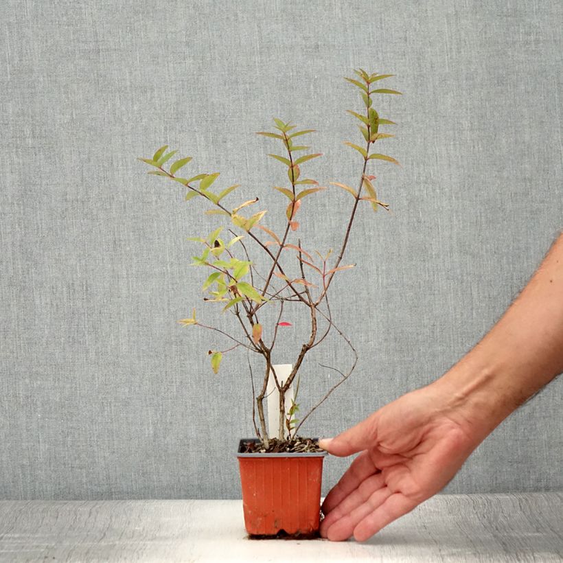 Spécimen de Millepertuis tricolore - Hypericum moserianum Tricolor Godet de 8/9 cm tel que livré en été