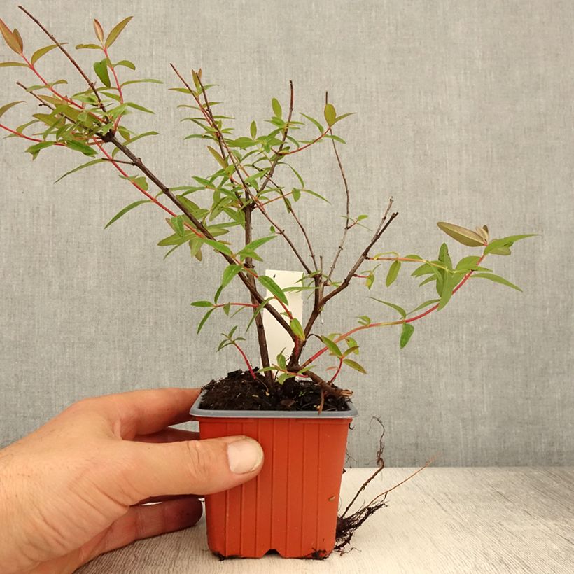 Spécimen de Millepertuis tricolore - Hypericum moserianum Tricolor - Godet de 8/9 cm tel que livré au printemps