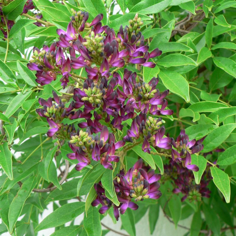 Glycine d'été - Millettia japonica Satsuma (Floraison)