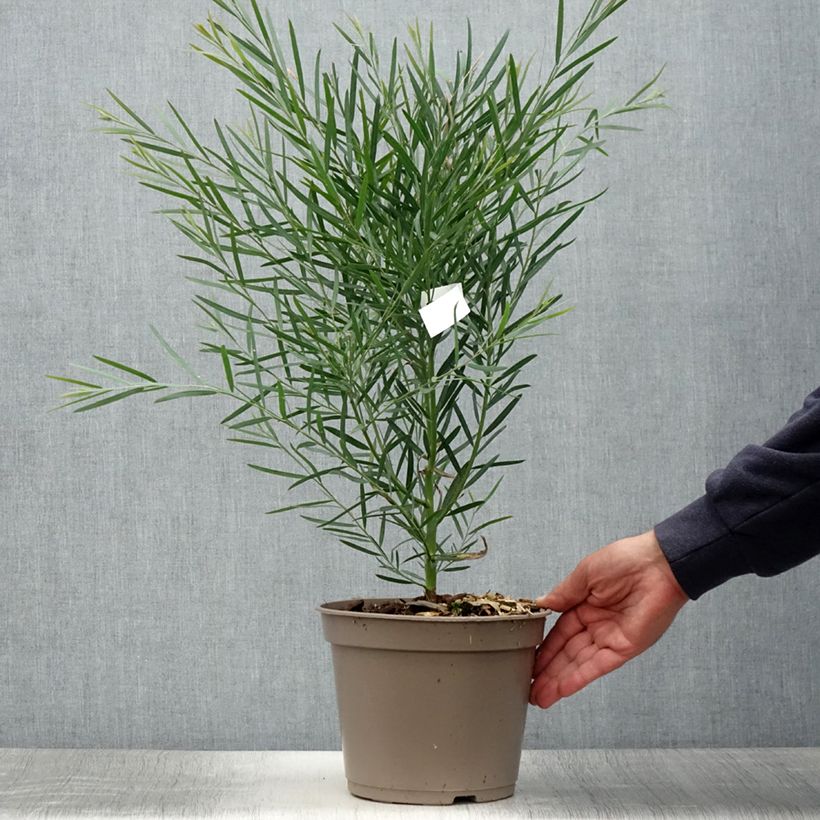 Spécimen de Mimosa à feuilles de saule - Acacia iteaphylla Pot de 4L/5L tel que livré en été