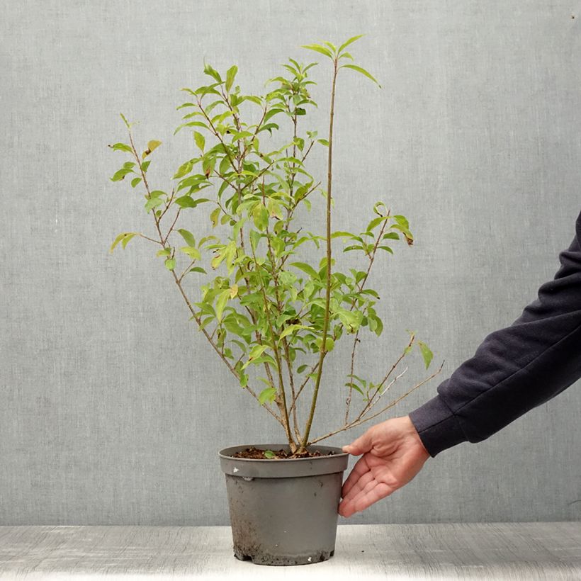 Spécimen de Forsythia x intermedia Lynwood - Mimosa de Paris Pot de 2L/3L tel que livré en été