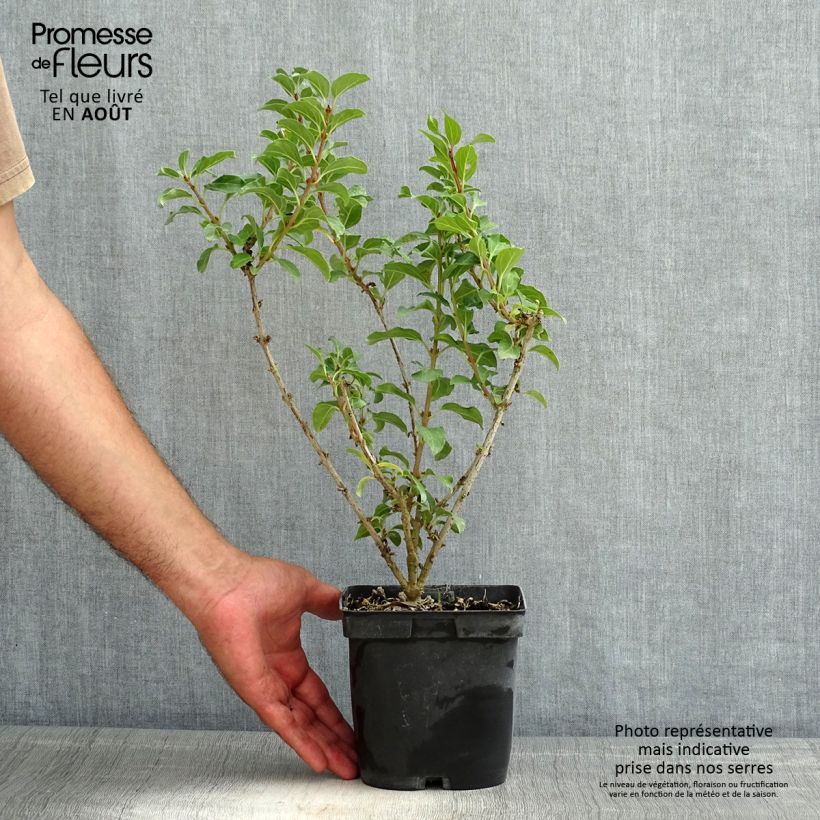 Spécimen de Mimosa de Paris - Forsythia x intermedia Mindor Pot de 2L/3L tel que livré en été