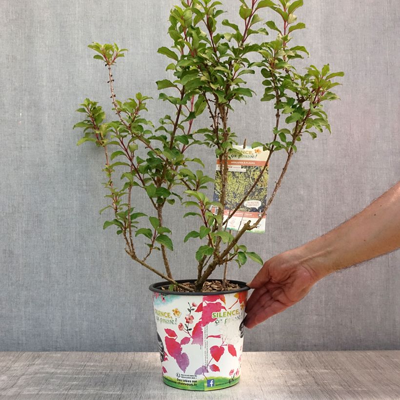 Spécimen de Mimosa de Paris - Forsythia x intermedia Mindor Pot de 4L/5L tel que livré en été