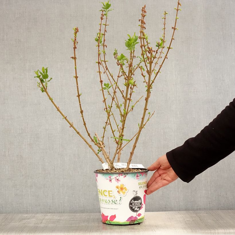 Spécimen de Mimosa de Paris - Forsythia x intermedia Mindor en pot de 4l/5l tel que livré au printemps