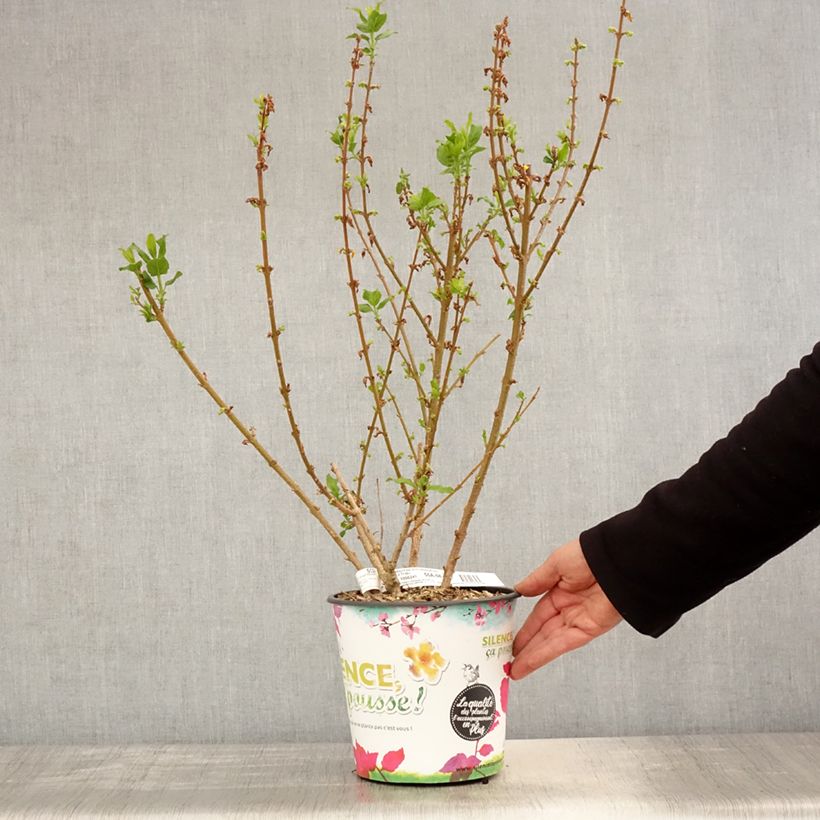 Spécimen de Mimosa de Paris - Forsythia x intermedia Mindor tel que livré au printemps
