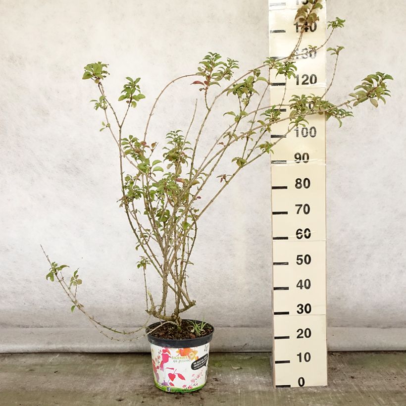 Spécimen de Mimosa de Paris - Forsythia x intermedia Mindor Pot de 7,5L/10L tel que livré en été