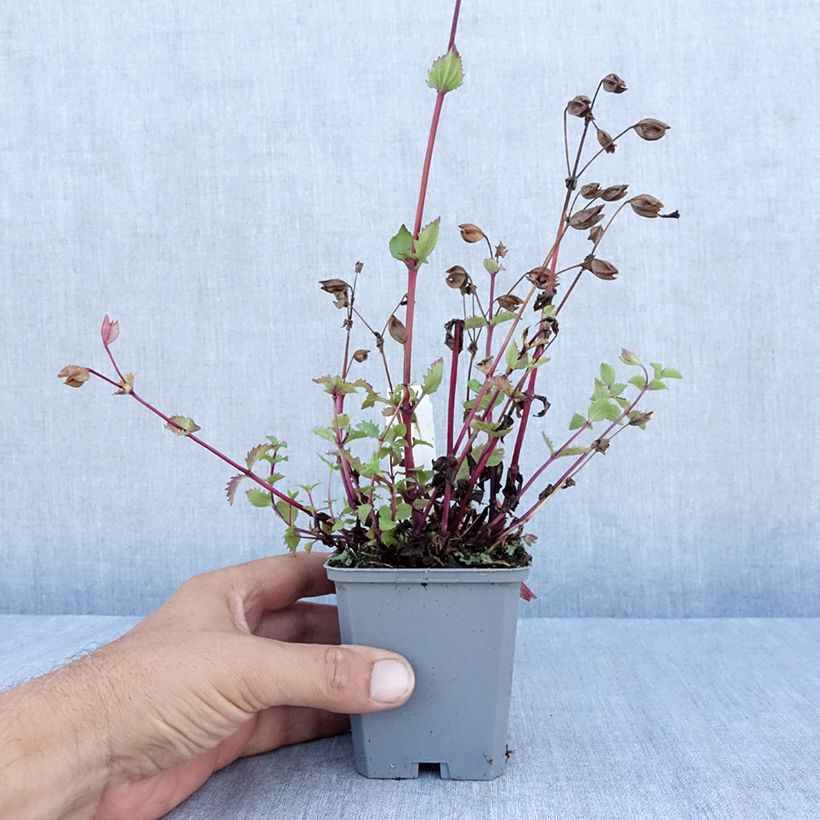 Spécimen de Mimulus cupreus Roter Kaiser Godet de 8/9 cm tel que livré en été