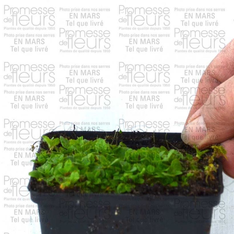 Exemple de spécimen de Mimulus Highland Yellow Godet de 9cm tel que livré