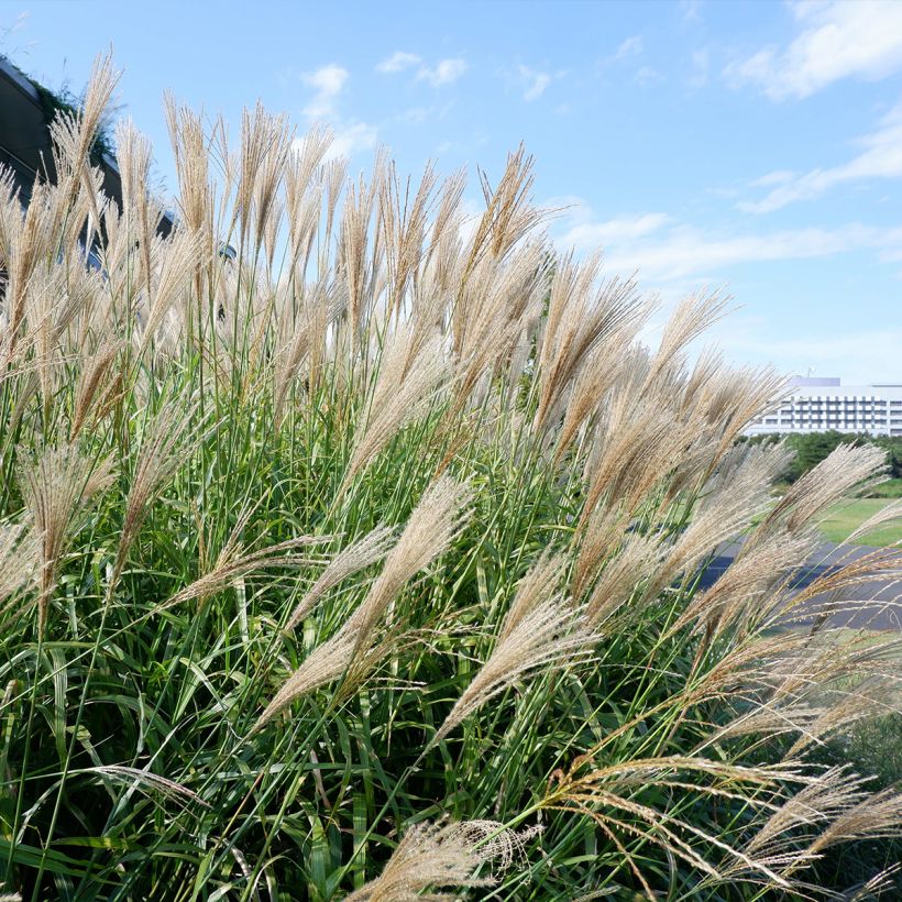 Miscanthus floridulus - Roseau de Chine, Eulalie gigantesque (Port)