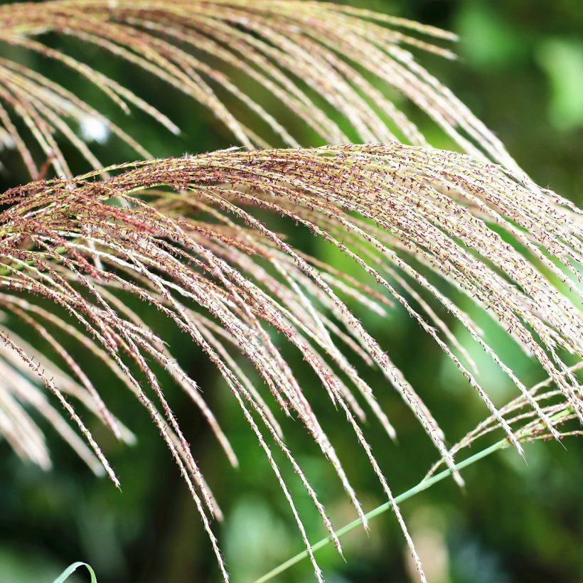 Miscanthus floridulus - Roseau de Chine, Eulalie gigantesque (Floraison)