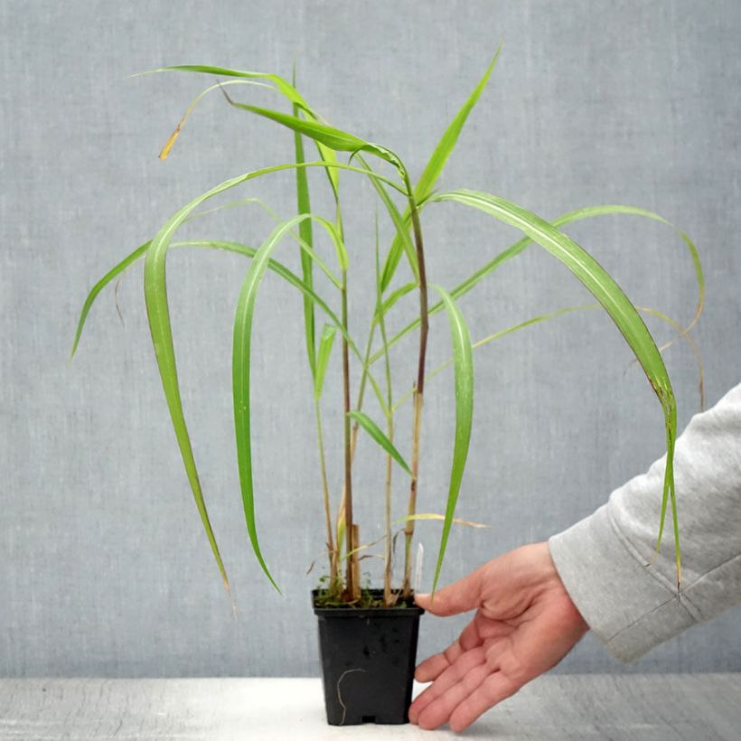 Spécimen de Miscanthus floridulus - Roseau de Chine, Eulalie gigantesque Godet de 8/9 cm tel que livré en été