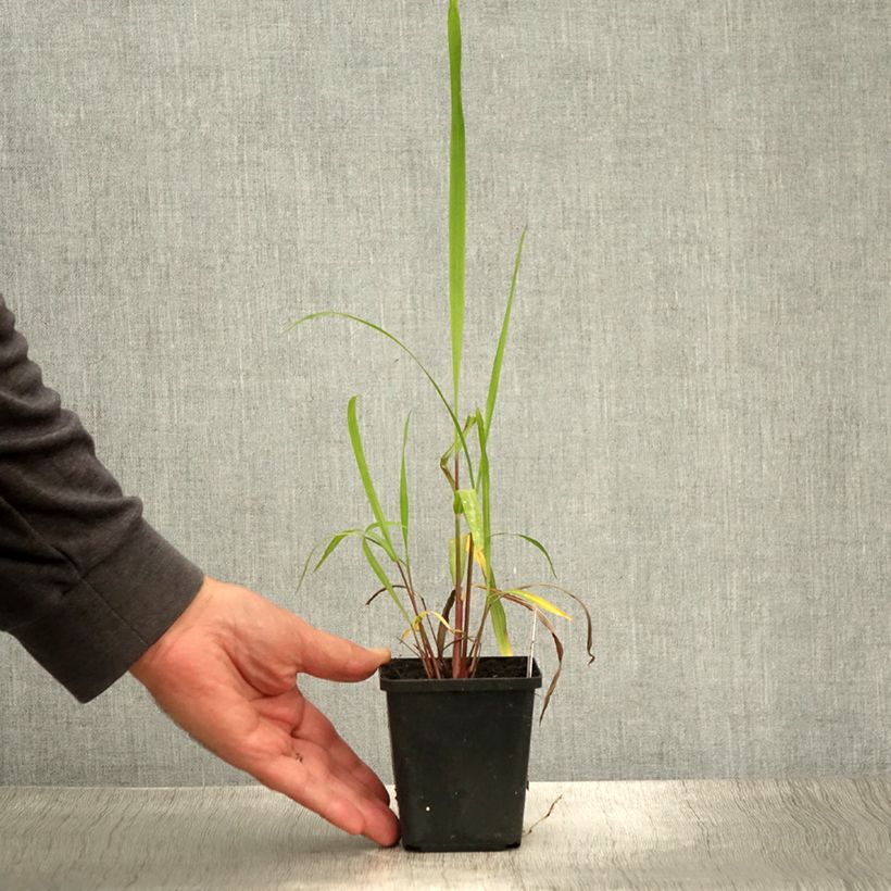 Spécimen de Miscanthus nepalensis - Miscanthus du Népal Godet de 8/9 cm tel que livré en été