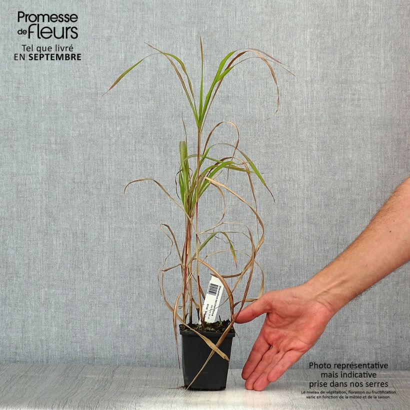 Spécimen de Miscanthus sacchariflorus - Roseau de Chine Godet de 8/9 cm tel que livré en été