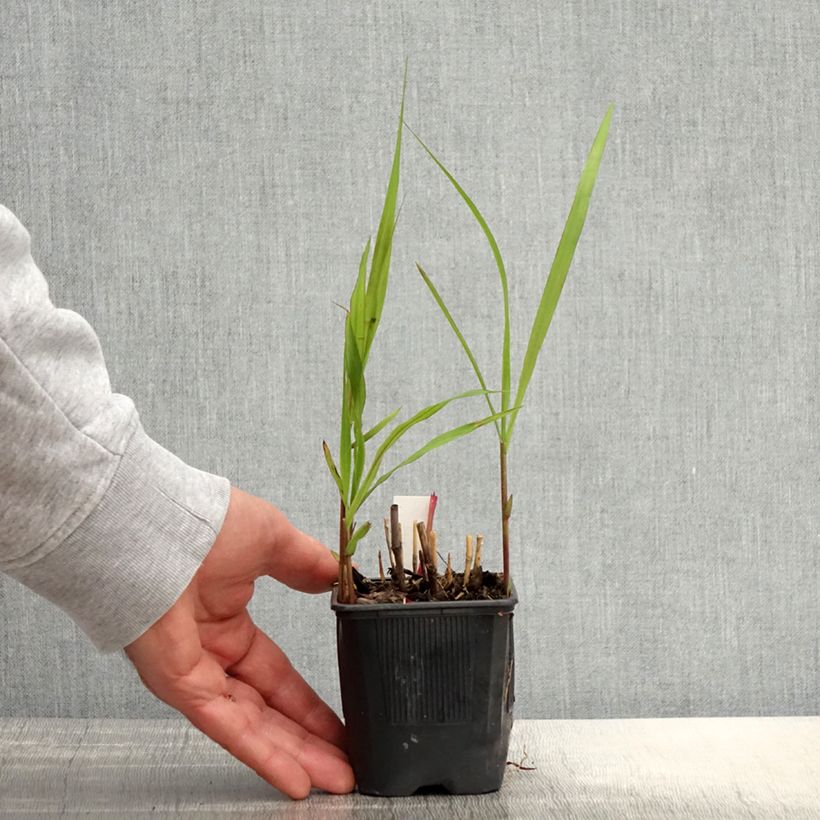 Spécimen de Miscanthus sacchariflorus - Roseau de Chine en godet de 8 cm tel que livré au printemps
