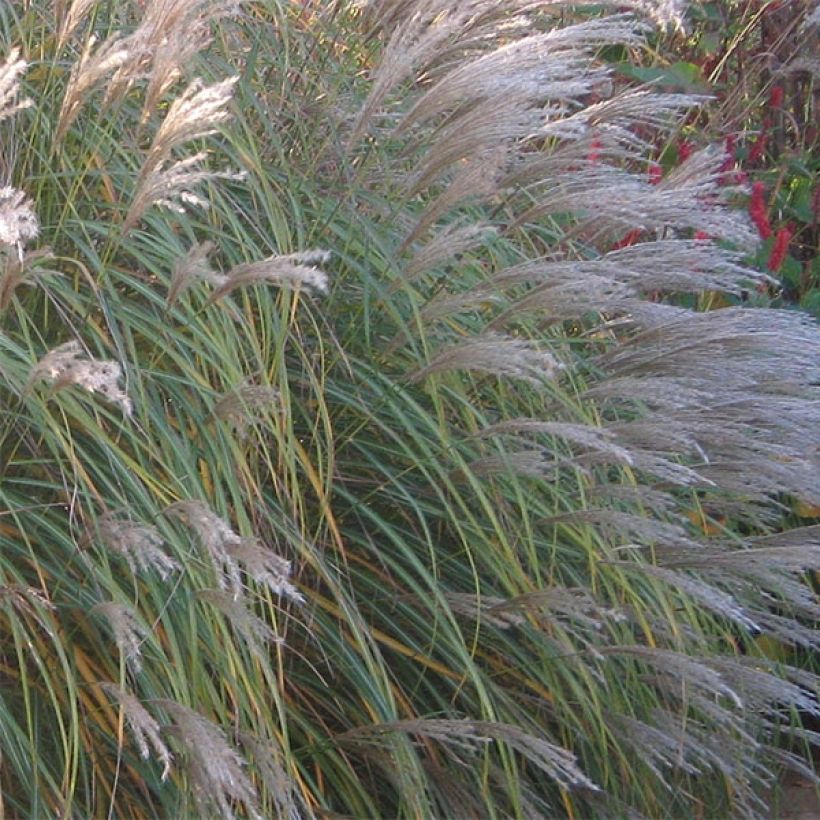 Miscanthus sinensis Adagio - Roseau de Chine (Floraison)