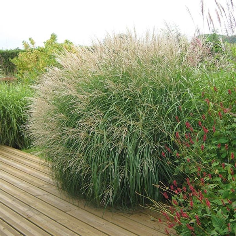 Miscanthus sinensis Adagio - Roseau de Chine (Port)