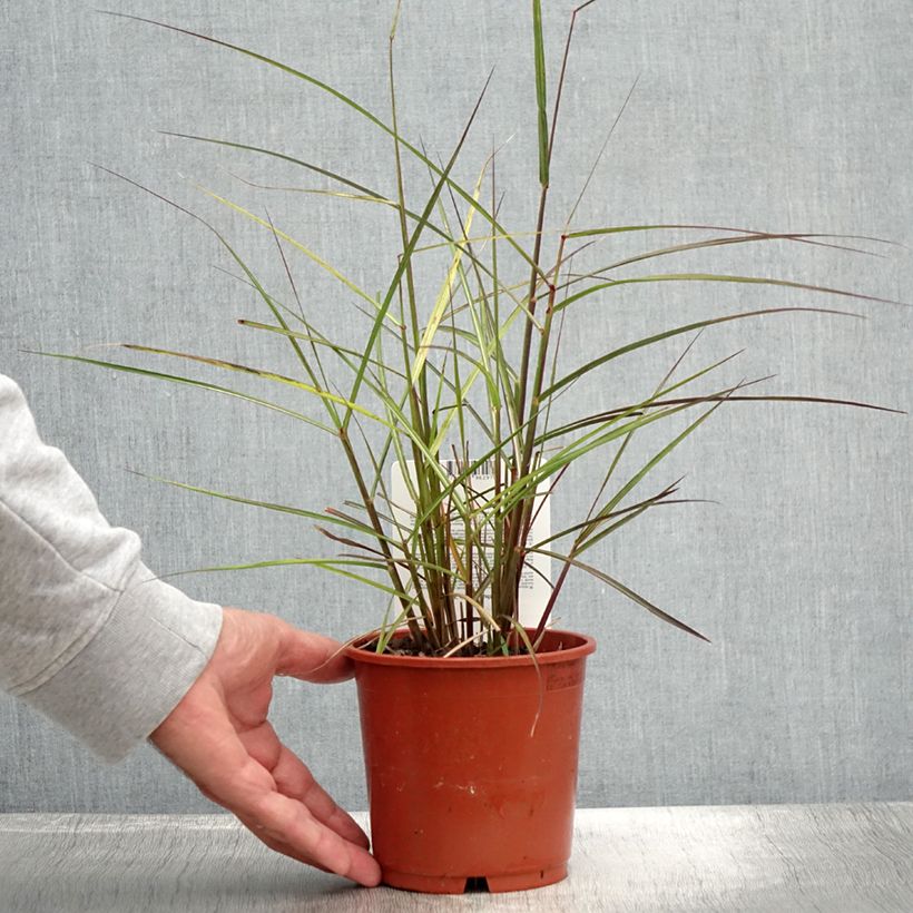 Spécimen de Miscanthus sinensis Aperitiv (Aperitif) - Roseau de Chine en pot de 1L/1.5L tel que livré en été