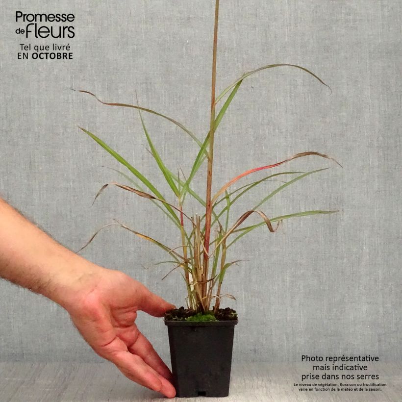 Spécimen de Miscanthus sinensis Boucle - Roseau de Chine Pot de 1,5L/2L tel que livré en automne