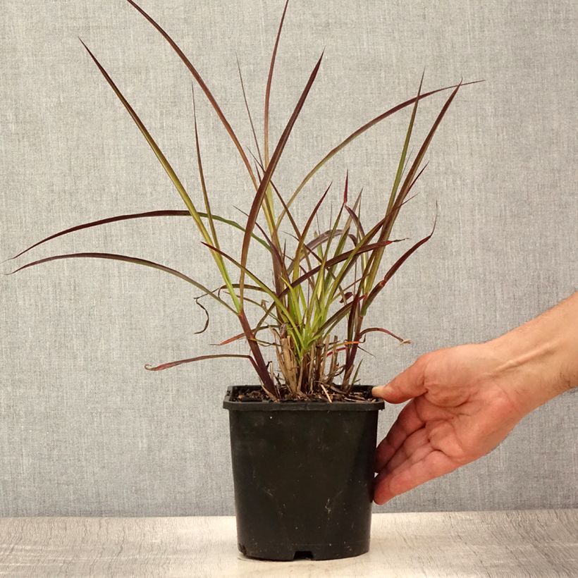 Spécimen de Miscanthus sinensis Boucle - Roseau de Chine Pot de 1,5L/2L tel que livré en été