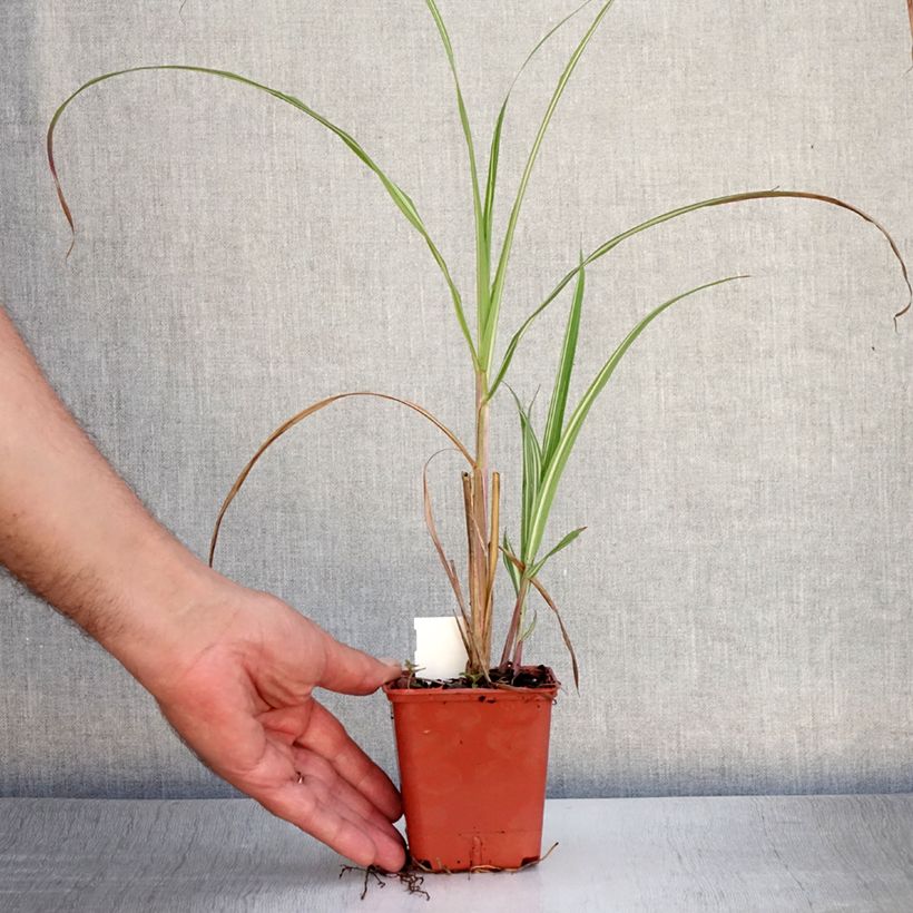 Spécimen de Miscanthus sinensis Cabaret - Roseau de Chine Godet de 8/9 cm tel que livré en été