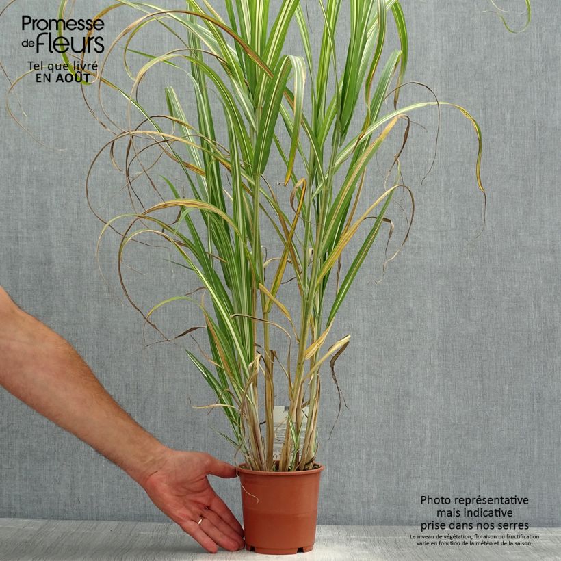 Spécimen de Miscanthus sinensis Cabaret - Roseau de Chine tel que livré en ete