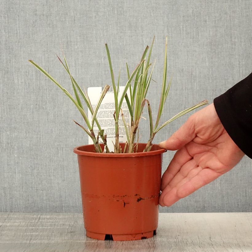 Spécimen de Miscanthus sinensis Cabaret - Roseau de Chine - Pot de 1L/1.5L tel que livré au printemps