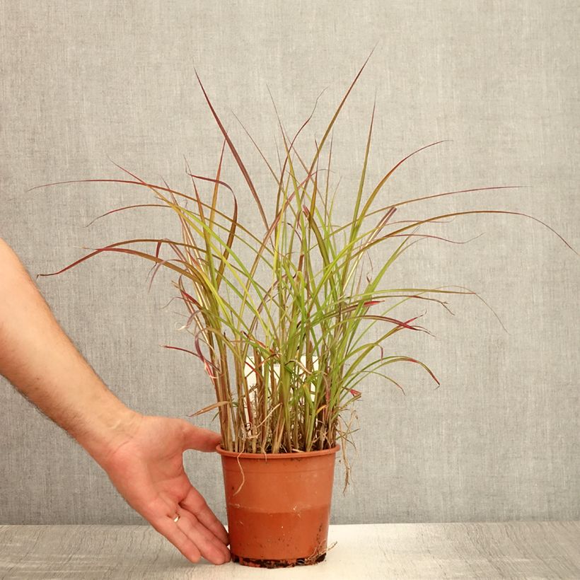 Spécimen de Miscanthus sinensis China - Eulalie - Roseau de Chine Pot de 1L/1,5L tel que livré en été