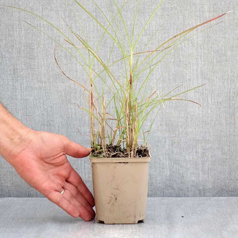 Spécimen de Miscanthus sinensis China - Eulalie - Roseau de Chine Godet de 8/9 cm tel que livré en été