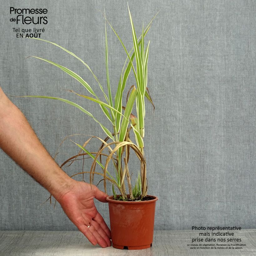 Spécimen de Miscanthus sinensis Cosmopolitan - Eulalie, Roseau de Chine Pot de 1L/1,5L tel que livré en été