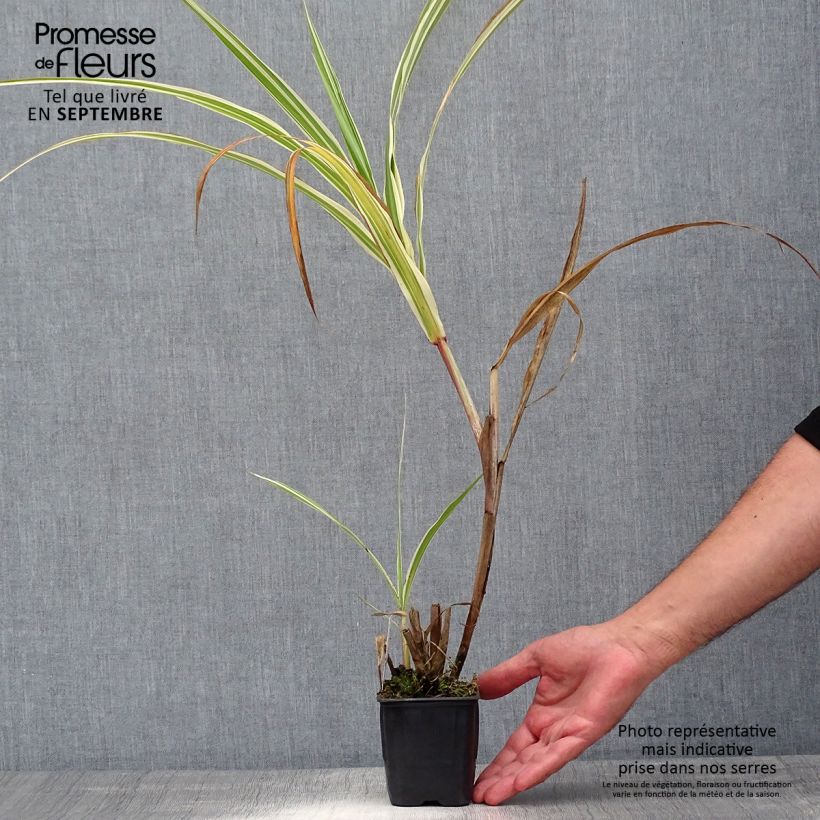 Spécimen de Miscanthus sinensis Cosmopolitan - Eulalie, Roseau de Chine Godet de 8/9 cm tel que livré en été
