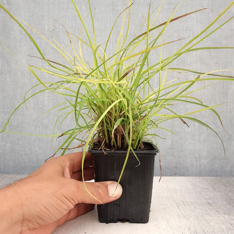 Spécimen de Miscanthus sinensis Cute One - Roseau de Chine nain. Godet de 8/9 cm tel que livré en été