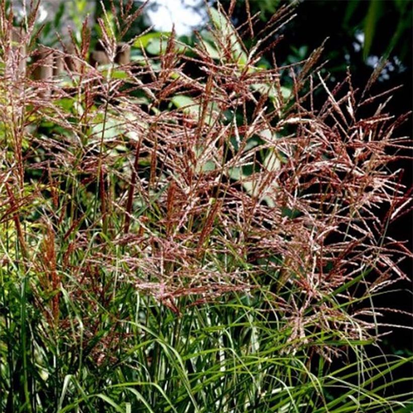 Miscanthus sinensis Dronning Ingrid - Roseau de Chine (Floraison)