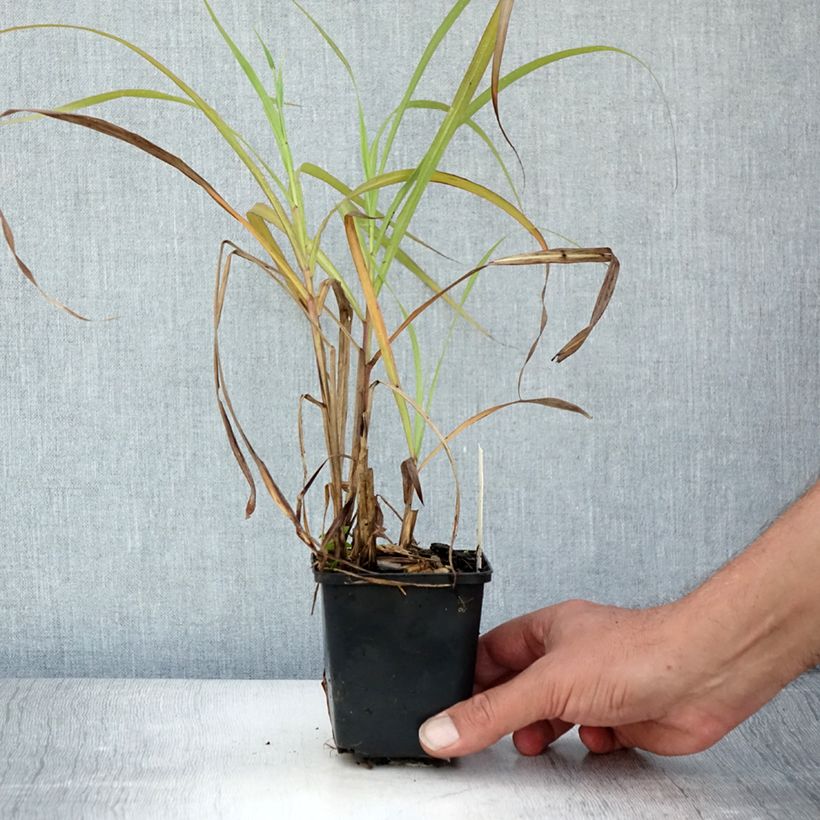 Spécimen de Miscanthus sinensis Emmanuel Lepage - Roseau de Chine Godet de 8/9 cm tel que livré en été