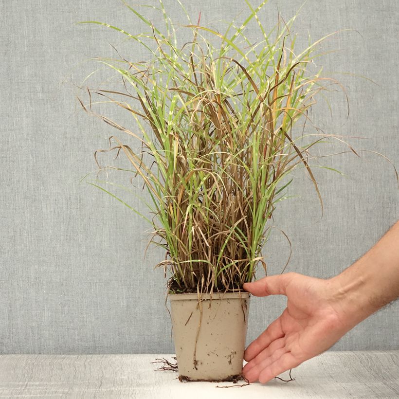 Spécimen de Miscanthus sinensis Etincelle - Roseau de Chine Godet de 8/9 cm tel que livré en été