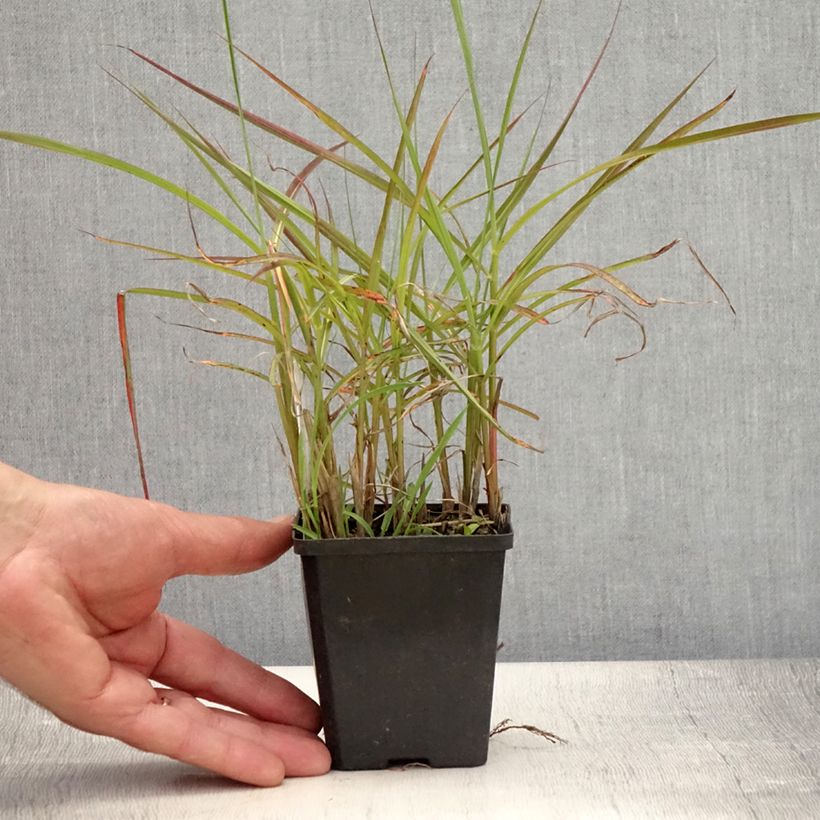 Spécimen de Miscanthus sinensis Ferner Osten - Roseau de Chine Godet de 8/9 cm tel que livré en été