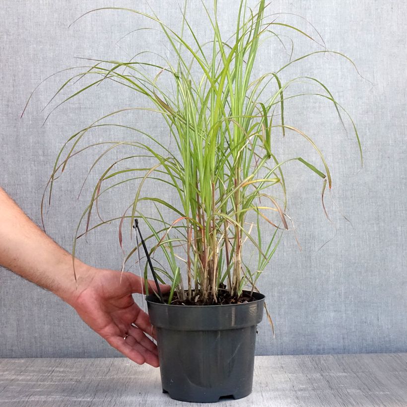 Spécimen de Miscanthus sinensis Flamingo - Eulalie - Roseau de Chine Pot de 2L/3L tel que livré en été