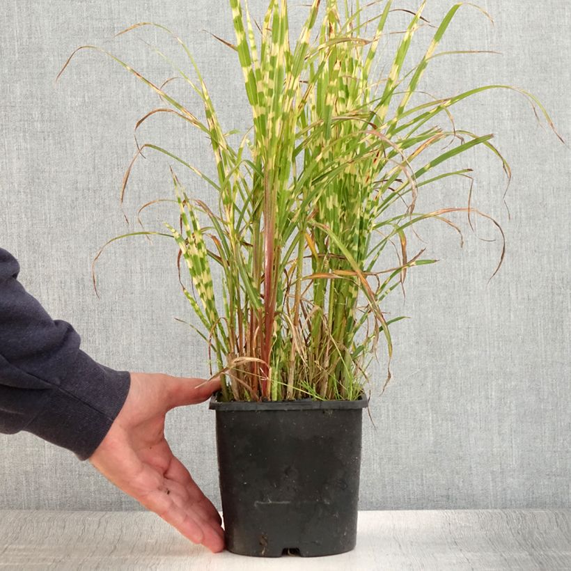 Spécimen de Miscanthus sinensis Gold Bar - Roseau de Chine Pot de 2L/3L tel que livré en été