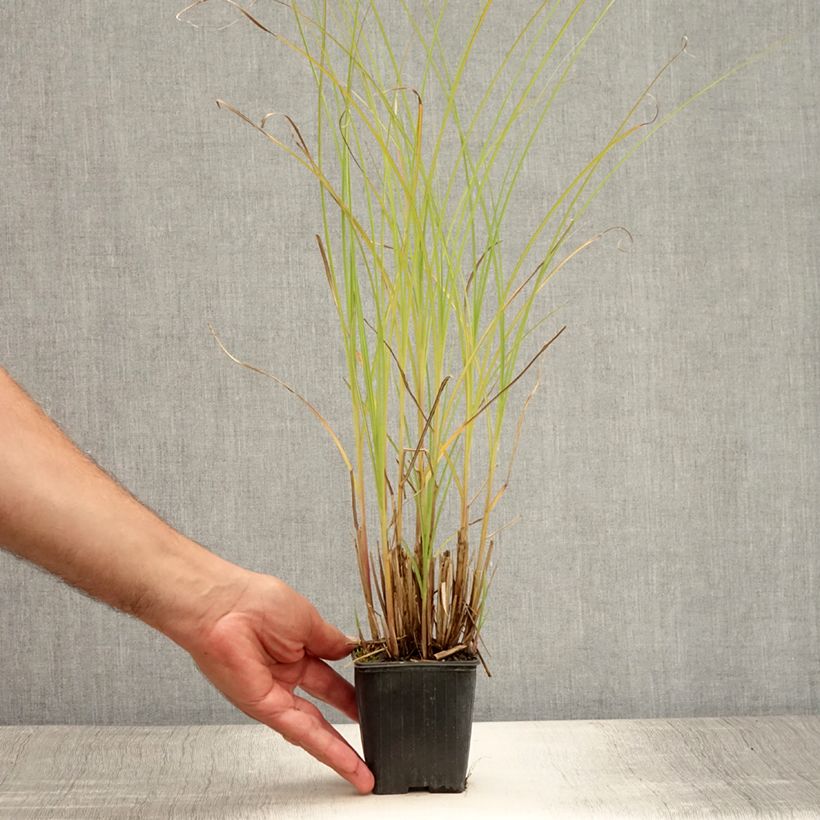 Spécimen de Miscanthus sinensis Gracillimus - Eulalie  Godet de 8/9 cm tel que livré en été