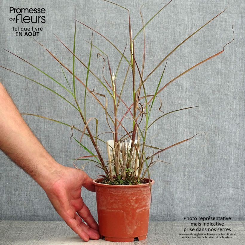 Spécimen de Miscanthus sinensis Kaskade - Roseau de Chine Pot de 1L/1,5L tel que livré en été