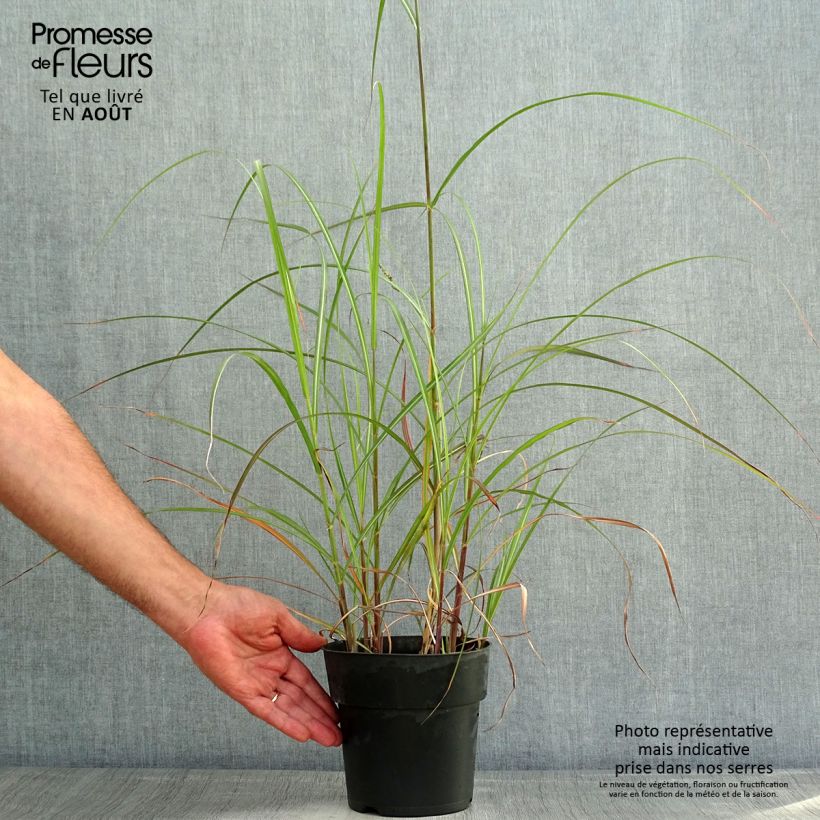 Spécimen de Miscanthus sinensis Kleine Fontäne (Petite Fontaine) Pot de 3L/4L tel que livré en été