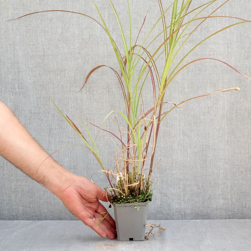 Spécimen de Miscanthus sinensis Kleine Fontäne (Petite Fontaine) Godet de 8/9 cm tel que livré en été