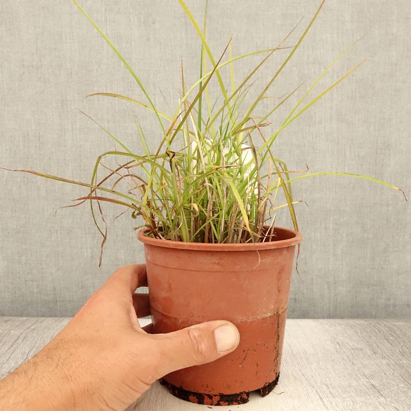 Spécimen de Miscanthus sinensis Kleine Silberspinne - Roseau de Chine Pot de 1L/1,5L tel que livré en été