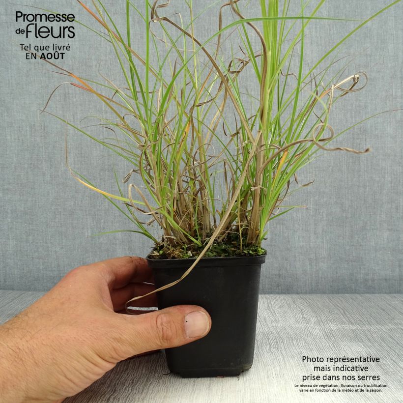 Spécimen de Miscanthus sinensis Krater - Eulalie, Roseau de Chine Godet de 8/9 cm tel que livré en été