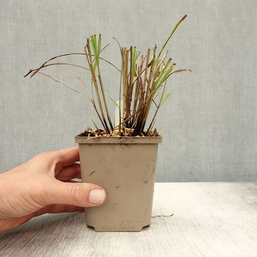 Spécimen de Miscanthus sinensis Little Miss - Roseau de Chine Godet de 8/9 cm tel que livré en automne