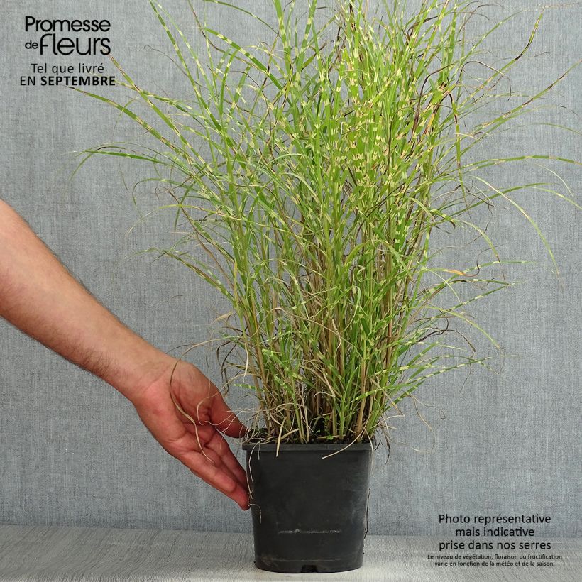 Spécimen de Miscanthus sinensis Little Zebra - Roseau de Chine panaché en Pot de 2L/3L tel que livré en été
