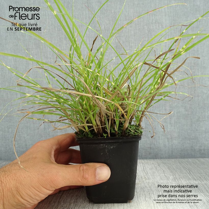 Spécimen de Miscanthus sinensis Little Zebra - Roseau de Chine panaché en Godet de 8/9 cm tel que livré en été