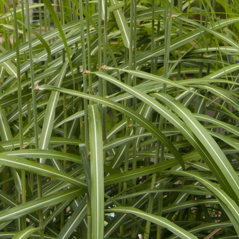 Miscanthus sinensis Malepartus - Eulalie, Roseau de Chine (Feuillage)