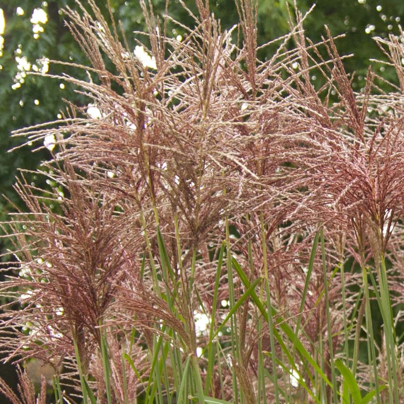 Miscanthus sinensis Malepartus - Eulalie, Roseau de Chine (Floraison)