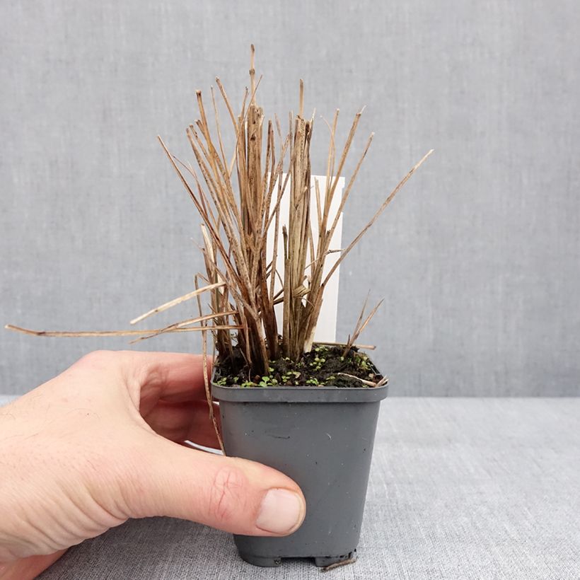 Spécimen de Miscanthus sinensis Morning Bright - Roseau de Chine Godet de 8/9 cm tel que livré en hiver